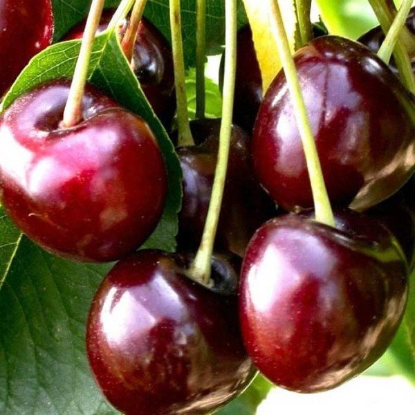 Новинка! Вишня "Эрди Крупноплодная" (дерево небольшое по высоте до 3м) DOSL-0246 фото