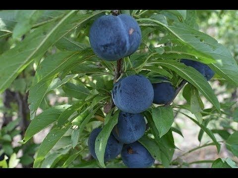 Слива Дофи Сандра диплоидная (Итальянский сорт) DOSL-0406 фото