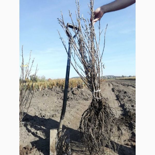Обліпиха "Дора" жіноча (новий, високоурожайний та великоплідний сорт) DOSL-0717 фото