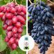 Мікс-набір Винограду з 2 шт &laquo;Золоті грона&raquo; &mdash; сорт Аватар + Оскар + Нано Корневін 100мл DOSL-001289 фото 1