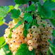 Новинка! Смородина белая "Зитавия" 2х летняя (отличный вкус плодов) DOSL-1014 фото 1