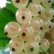 Новинка! Смородина белая "Зитавия" 2х летняя (отличный вкус плодов) DOSL-1014 фото 5